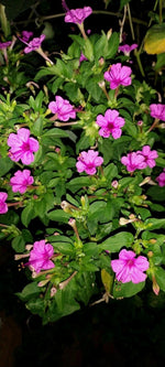 Four O Clock Flower Seeds Attracts Humming birds Butterflies SHIPPING heirloom non-gmo seeds