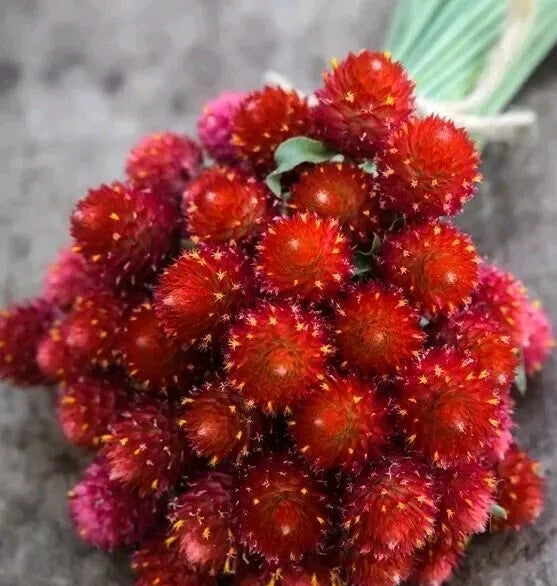 Gomphrena Strawberry Fields seeds Vivid Lipstick-red Blooms seeds heirloom non-gmo seeds