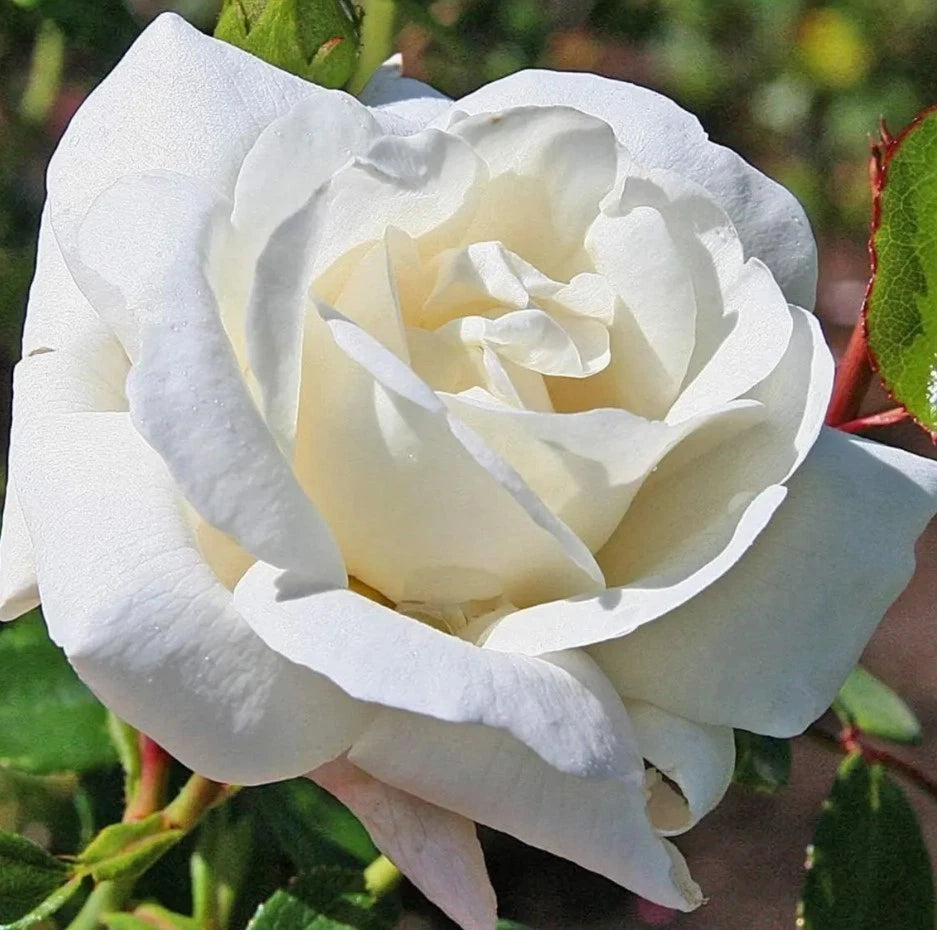White Climbing Rose Seeds - Seeds - Rose Flower Gardening heirloom non-GMO seeds