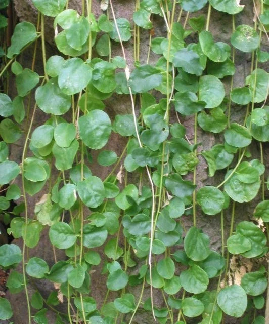 Caper Bush Capparis spinosa Seeds Edible Showy Fragrant – Heirloom, Non-GMO, High Germination Organic Garden Seeds