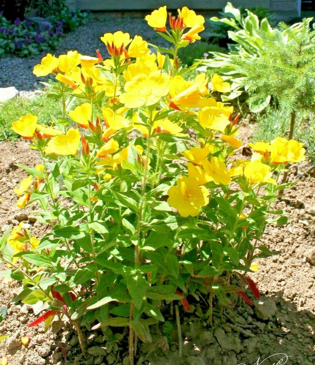 COMMON EVENING PRIMROSE Flower Seeds Annual Wildflower Garden Container Easy – Heirloom, Non-GMO, High Germination Organic Garden Seeds