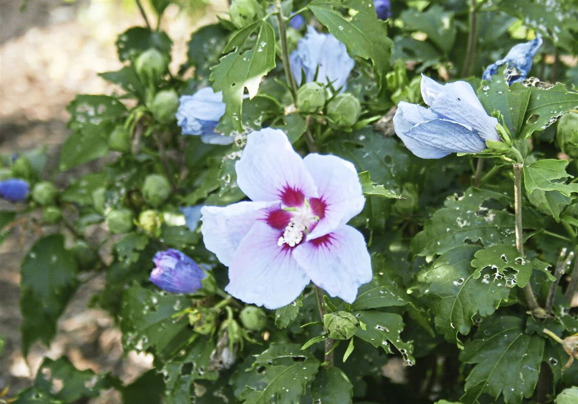 Hardy Rose of Sharon Hibiscus Seeds From Fall Bluish-Purple Blue Color heirloom non-gmo seeds