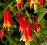 Columbine Flower Seeds EASTERN RED Perennial Attracts Pollinators heirloom non-gmo seeds