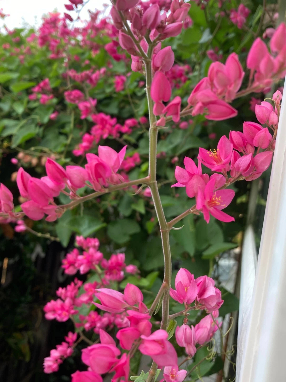 Antigonon Leptopus Queen s Wreath Coral Vine Chain Of Love hoa tigon seed heirloom non-gmo seeds