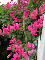 Antigonon Leptopus Queen s Wreath Coral Vine Chain Of Love hoa tigon seed heirloom non-gmo seeds