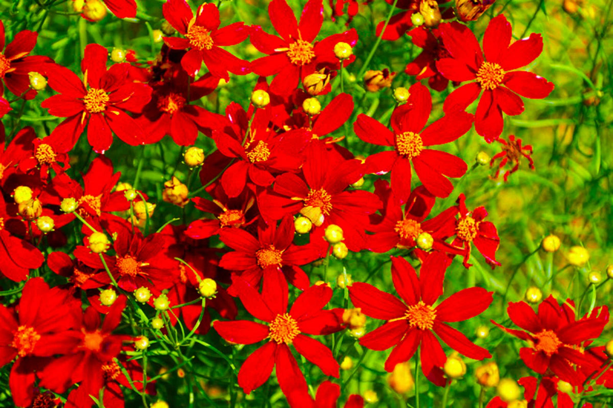 Coreopsis Red Dwarf Coreopsis tinctoria Flower Seeds US SHIPPING heirloom non-GMO seeds