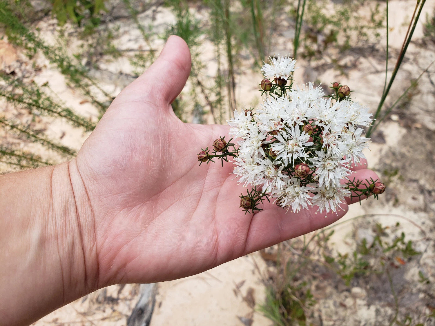 Summer Farewell Seeds Dalea pinnata Florida Native Flower Gulf Coast – Heirloom, Non-GMO, High Germination Organic Garden Seeds