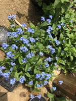 Forget Me Nots BLUE Perennial Flowers Re-Blooming homegrown seeds heirloom non-gmo seeds