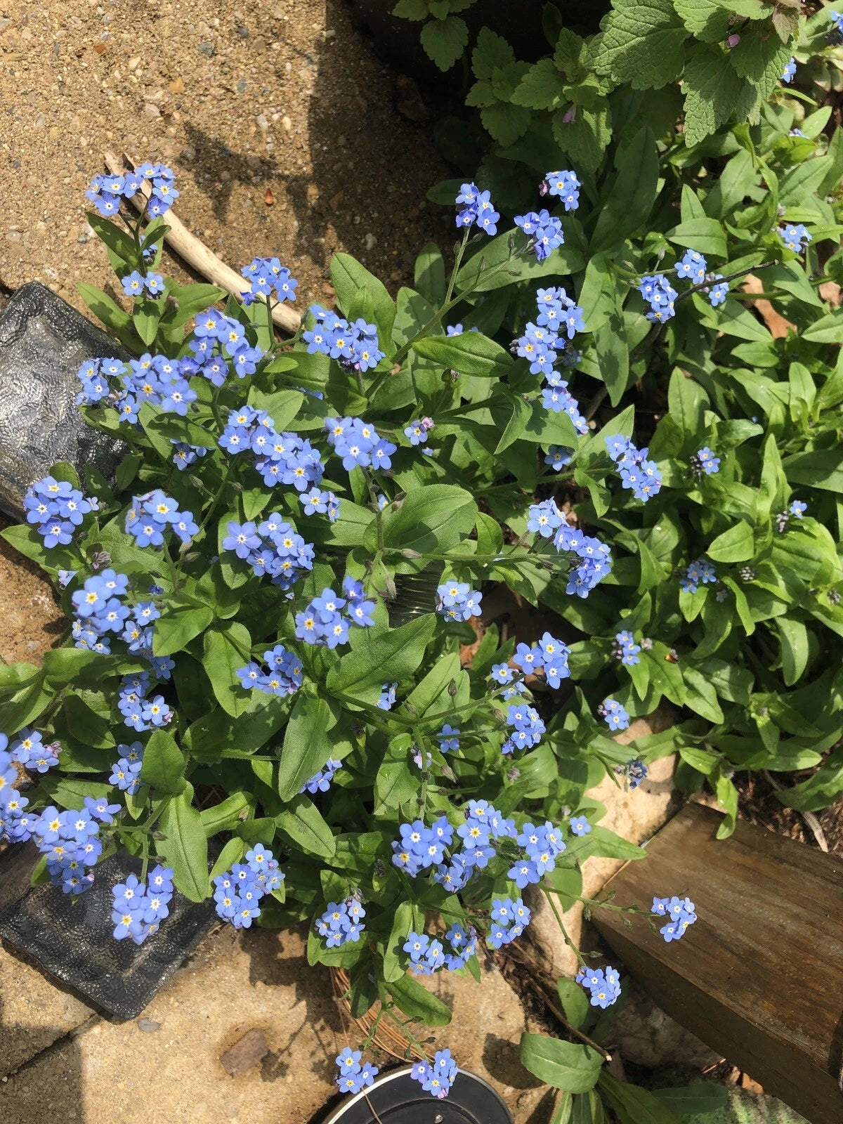 Forget Me Nots BLUE Perennial Flowers Re-Blooming homegrown seeds heirloom non-gmo seeds