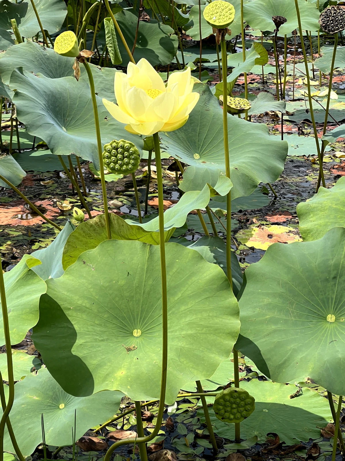 Yellow Lotus Flower Seeds American Water Lily for Pots or Pond heirloom non-gmo seeds