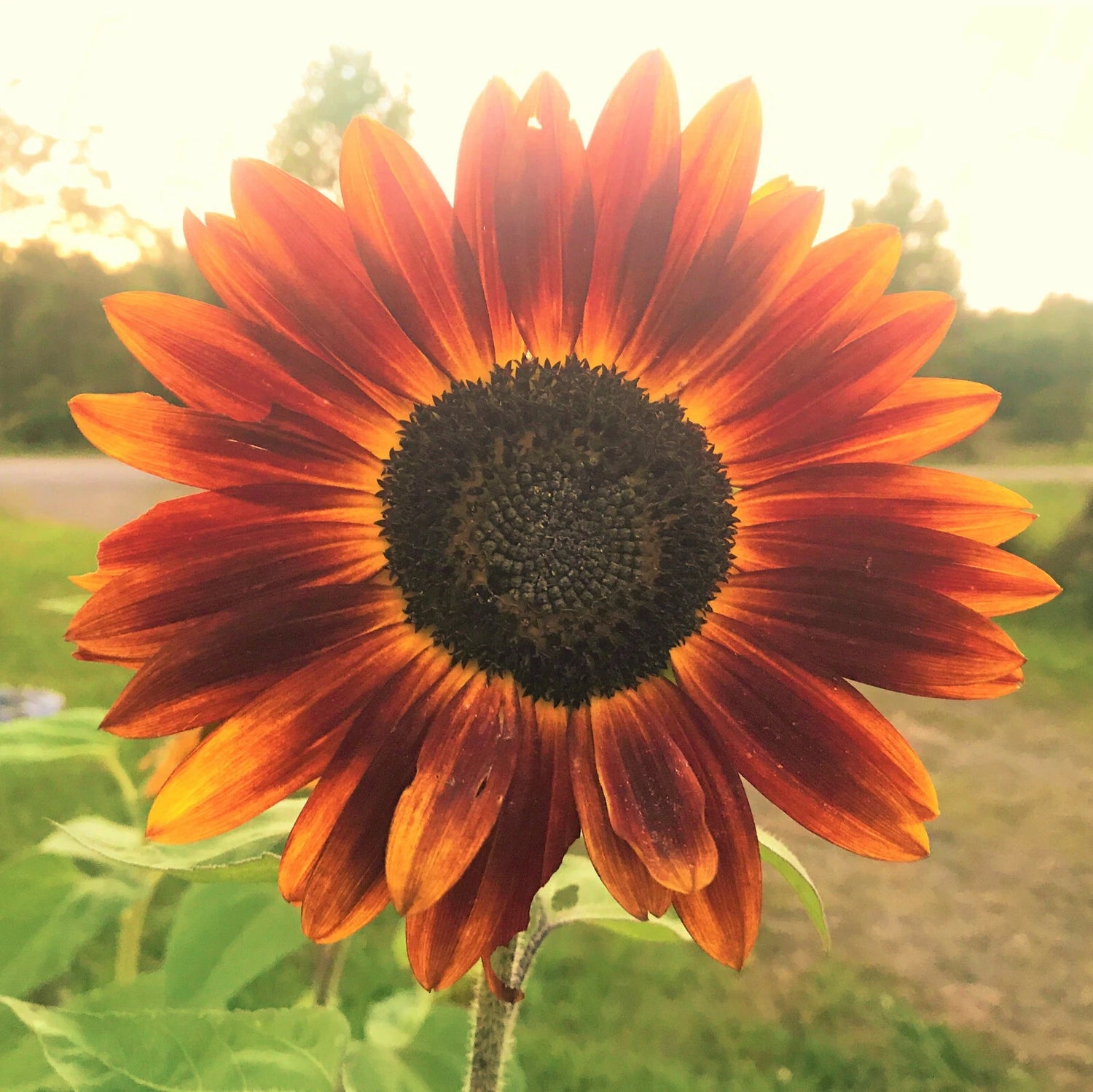 Evening Sun Sunflower Seeds Bicolor Multicolor Flowers Sun Flower Seed – Heirloom, Non-GMO, High Germination Organic Garden Seeds