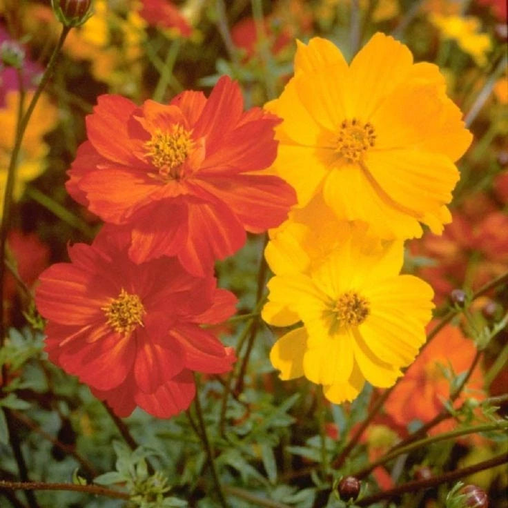 Sulphur Cosmos Seeds Bright Lights -- Hummingbirds Butterflies Love heirloom non-gmo seeds