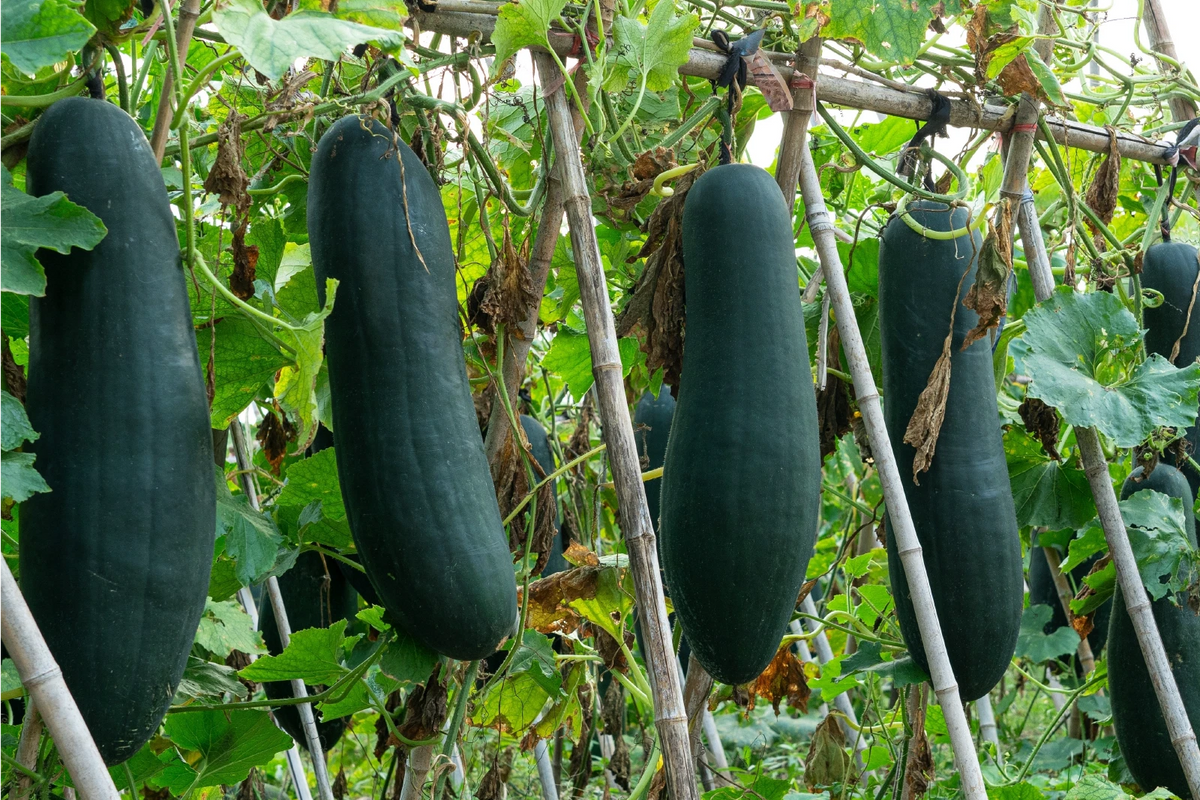 Dark Green Long Wax Gourd Seeds Genuine heirloom non-gmo seeds