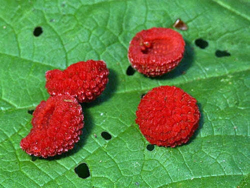 Rubus parviflorus Thimbleberry Redcaps Brambles Seeds heirloom non-gmo seeds