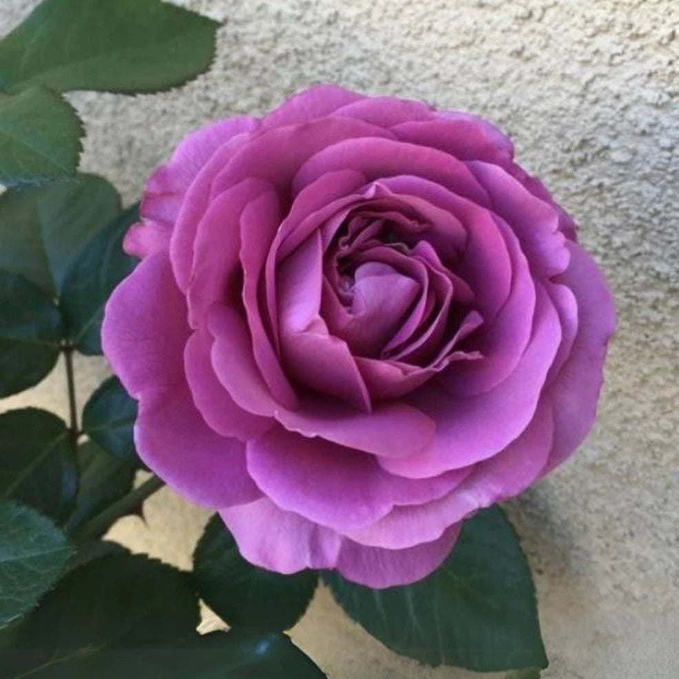 Plum Perfect Floribunda Perennial Rose Seeds heirloom non-gmo seeds