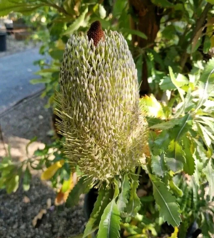Banksia Serrata Tree Seeds Exotic Flowering House Or Garden Plant RARE – Heirloom, Non-GMO, High Germination Organic Garden Seeds