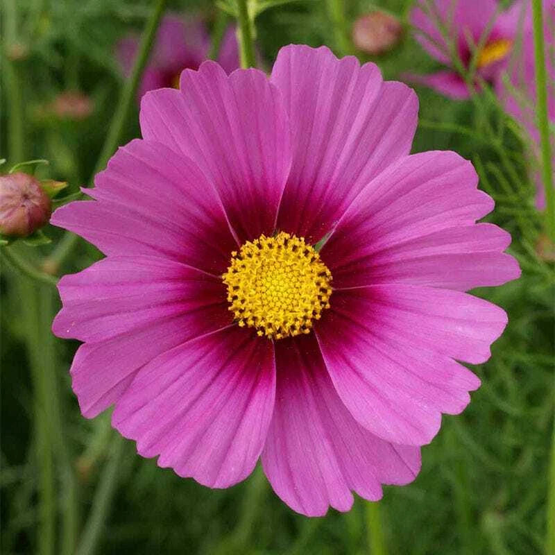 Cosmos RADIANCE Mother Nature s Seeds Pink Flowers Seeds – Heirloom, Non-GMO, High Germination Organic Garden Seeds