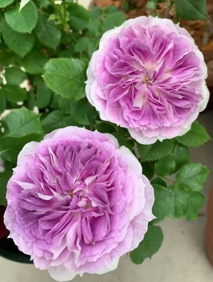 Blue Moonstone Rose Seeds - Seeds - Rose Flower Gardening heirloom non-GMO seeds