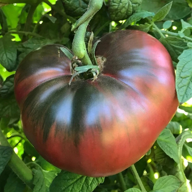 Cherokee Purple Tomato Seeds Slicing Garden Plant heirloom non-gmo seeds