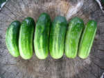 Boston Pickling Cucumber Seeds -Amazing Pickling Variety heirloom non-gmo seeds