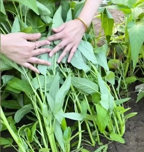 TRIPLE-STEM WATER SPINACH SEEDS Ong Choy Kangkong RAU MUỐNG BA CHẠC – Heirloom, Non-GMO, High Germination Organic Garden Seeds