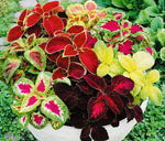 COLEUS Rainbow Mix Seeds add2incart heirloom non-gmo seeds
