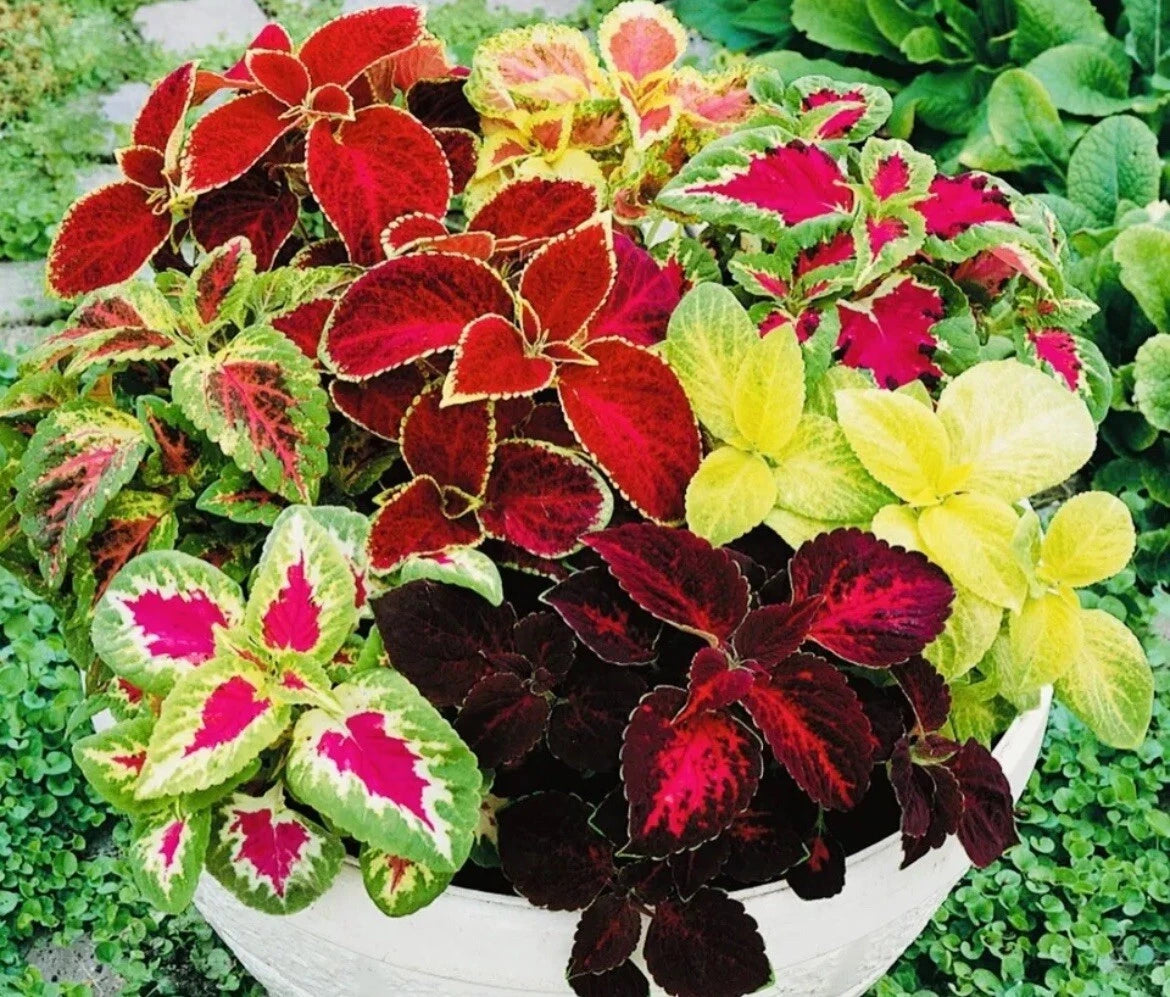 COLEUS Rainbow Mix Seeds add2incart heirloom non-gmo seeds