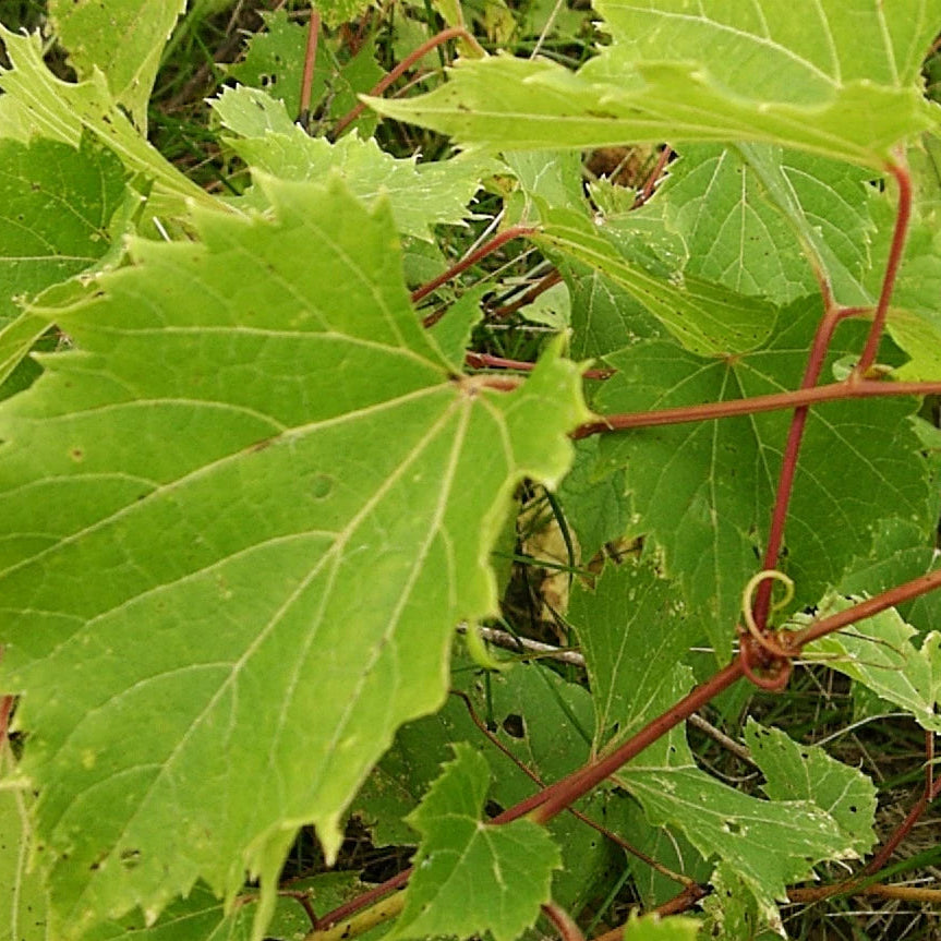 Riverbank Grape Vitis riparia Vine Seeds – Heirloom, Non-GMO, High Germination Organic Garden Seeds