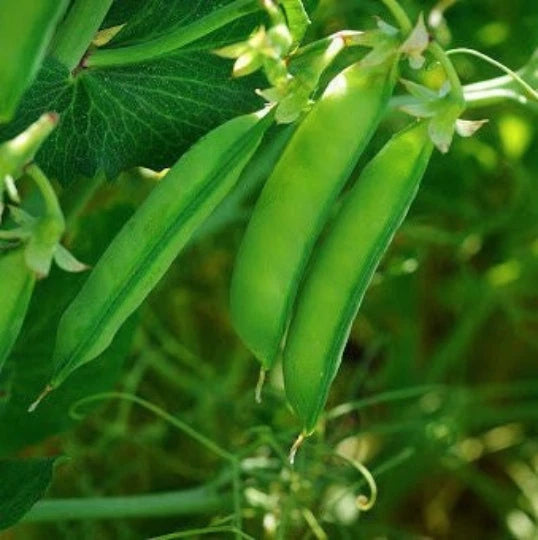 Austrian Winter Pea Seeds Cold Hardy Shelling Snap Peas Seed Shipping – Heirloom, Non-GMO