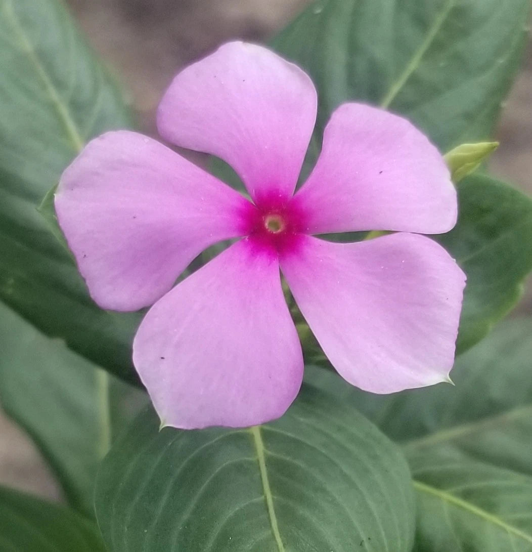 Pink Periwinkle Seeds Catharanthus Vinca Rosea Flower Seeds heirloom non-GMO seeds