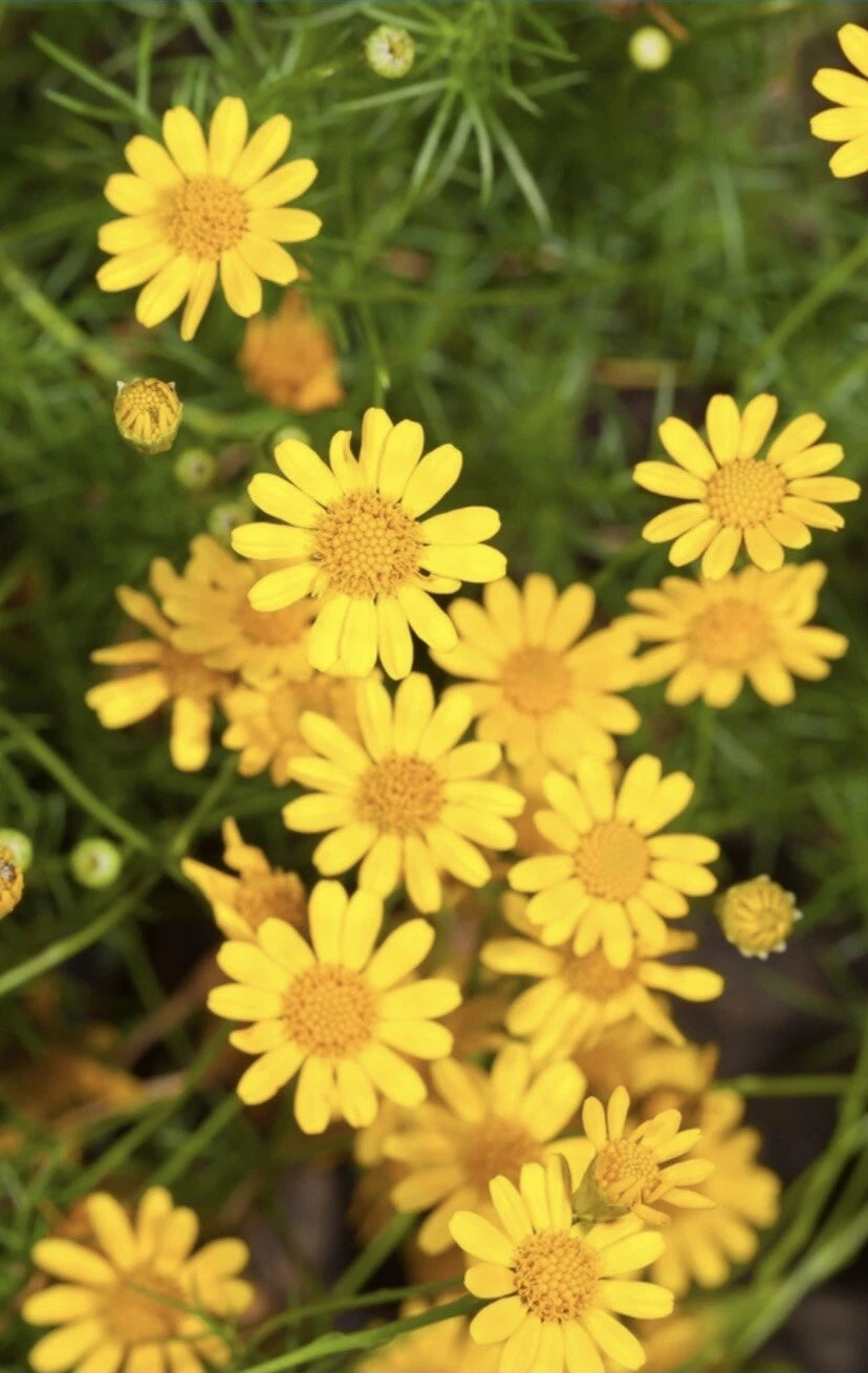 Dahlberg Daisy- Thymophylla - Golden Dyssodia - seeds – Bellis perennis – Heirloom, Non-GMO