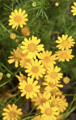 Dahlberg Daisy- Thymophylla - Golden Dyssodia - seeds – Bellis perennis – Heirloom, Non-GMO