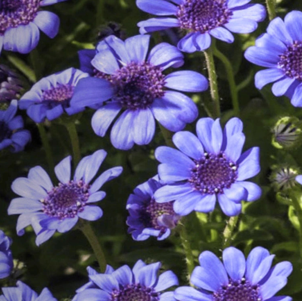Daisy The Blues Blue - Seeds - Absolutely Stunning Blue Flowers Felicia het Bellis perennis heirloom non-gmo seeds