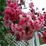 for Red & White CRAPE MYRTLE rare flower exotic tree plant Seller heirloom non-gmo seeds