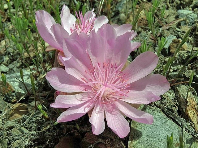 Lewisia rediviva Bitterroot Seeds heirloom non-GMO seeds