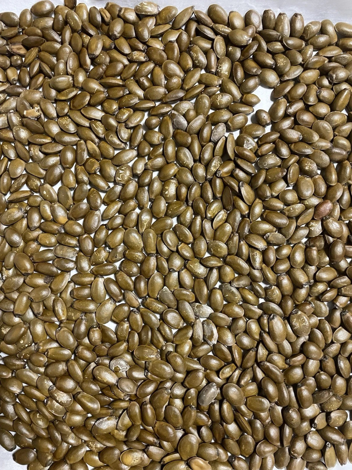 Soursop Seeds Graviola Annona Muricata Guanabana heirloom non-gmo seeds