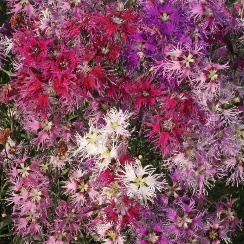 Dianthus Rainbow Loveliness Flower Seeds Mixed Colors heirloom non-gmo seeds