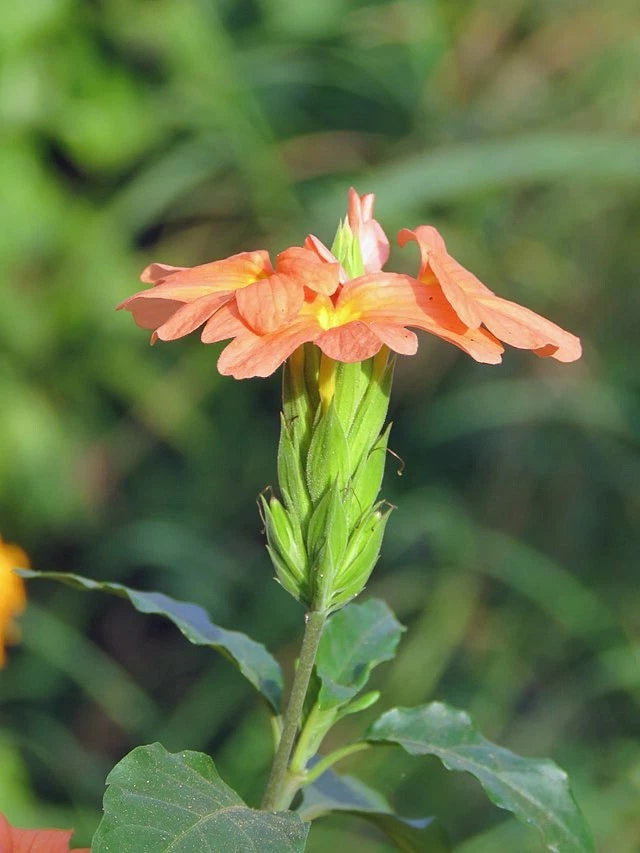 Crossandra infundibuliformis Orange Firecracker Flower Seeds – Heirloom, Non-GMO, High Germination Organic Garden Seeds