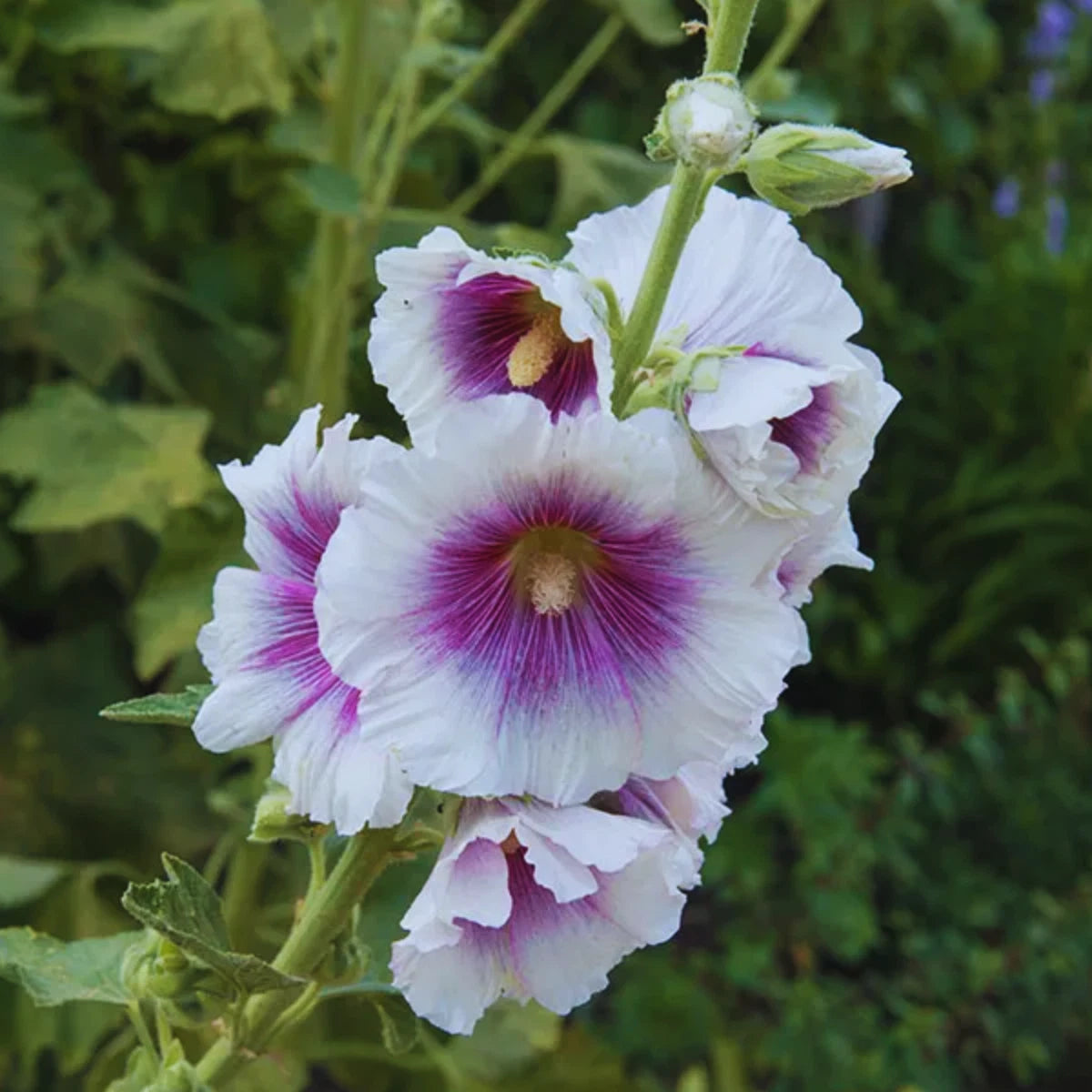 Seeds Hollyhock Creme de Cassis – Heirloom, Non-GMO, High Germination Organic Garden Seeds