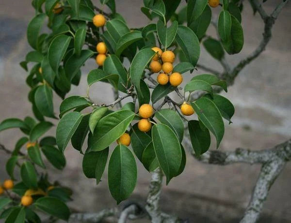Ficus benjamina Weeping or Benjamin Fig Chinese Banyan Seeds – Heirloom, Non-GMO, High Germination Organic Garden Seeds