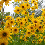 Maximilian Sunflower Seeds Perennial Flowers Butterfly Garden Genuine Helianthus annuus heirloom non-gmo seeds
