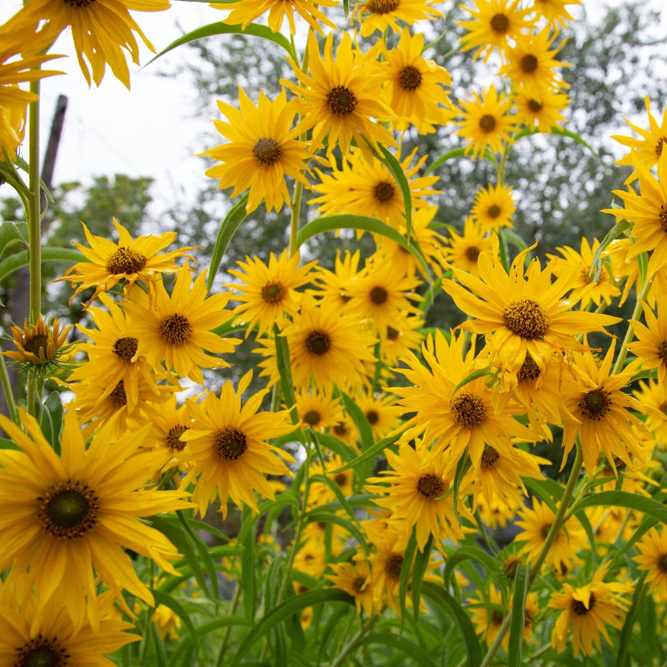 Maximilian Sunflower Seeds Perennial Flowers Butterfly Garden Genuine Helianthus annuus heirloom non-gmo seeds