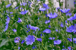 Chicory Seeds LB Italian Dandelion Deer Plot Coffee Weed heirloom non-gmo seeds