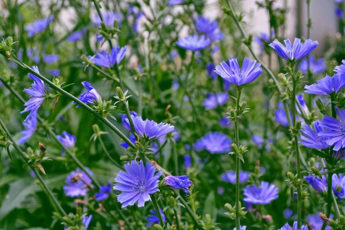 Chicory Seeds LB Italian Dandelion Deer Plot Coffee Weed heirloom non-gmo seeds