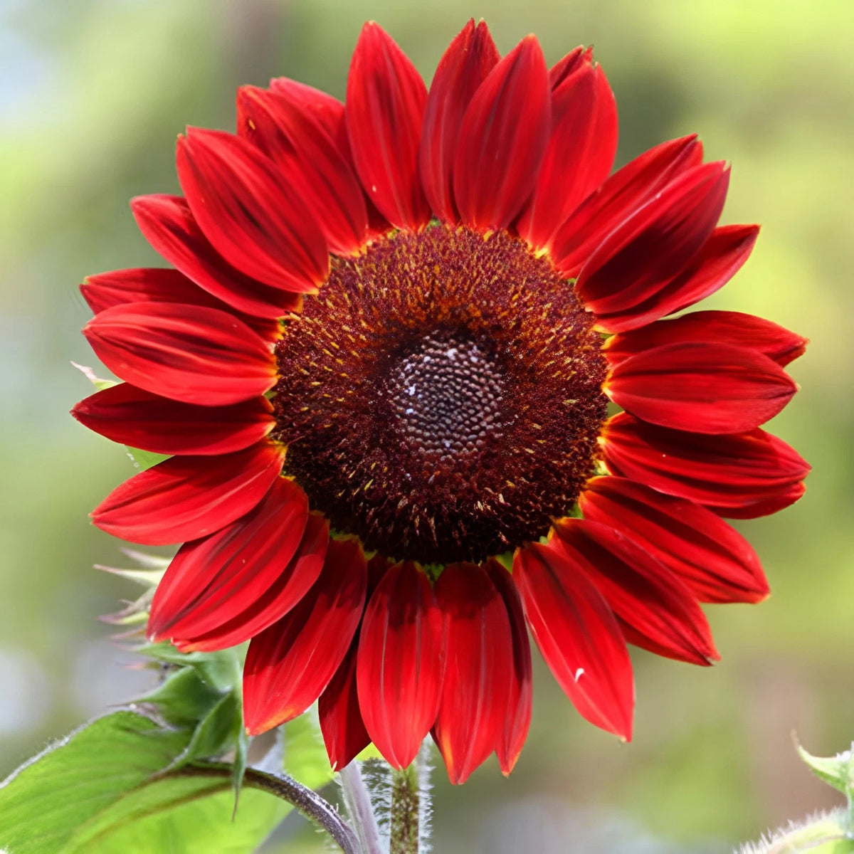 Red Sun Sunflower Seeds Deep Red to Scarlet Red Blooms - Stunning Reds Helianthus annuus heirloom non-GMO seeds