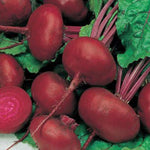 CROBSY EGYPTIAN BEET SEEDS FOR GARDENS US SELLER SHIPS QUICK heirloom non-gmo seeds