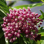 Carmine Rose-Swamp Milkweed Seeds Asclepias Incarnata FOOD FOR BUTTERFLIES heirloom non-gmo seeds