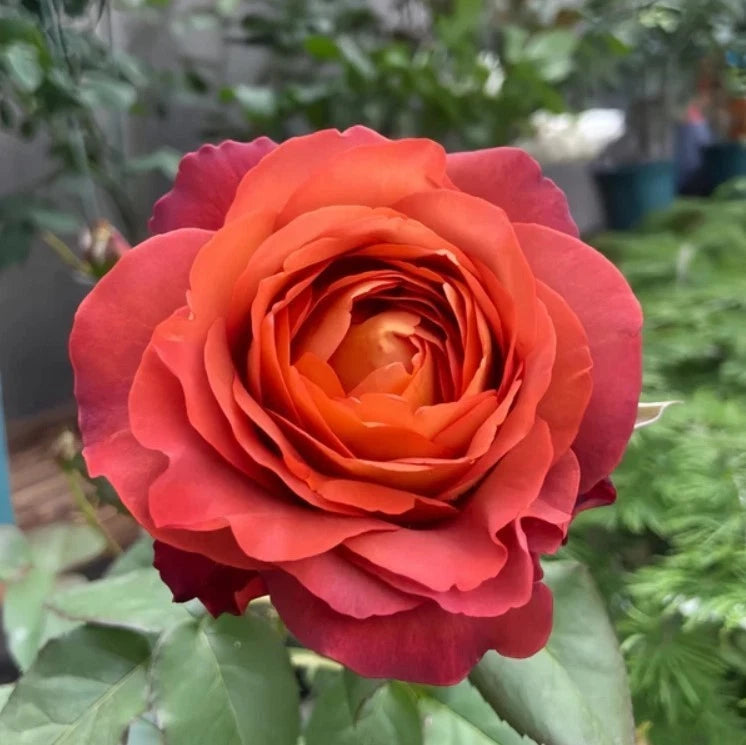 Coffee Break Rose Seeds - Seeds - Rose Flower Gardening heirloom non-gmo seeds
