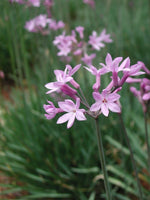 Tulbaghia Violacea - Society Garlic - Pink Agapanthus- seeds heirloom non-gmo seeds