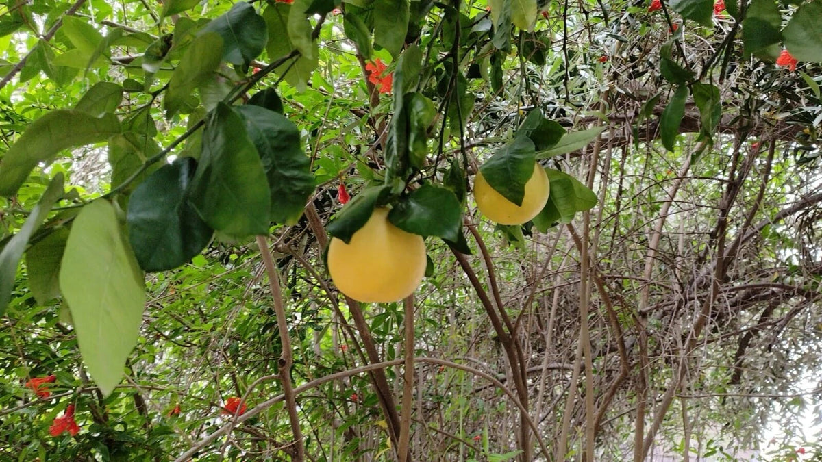 Grapefruit Seeds Citrus Garden Fruit Tree Various Size Seed – Heirloom, Non-GMO, High Germination Organic Garden Seeds